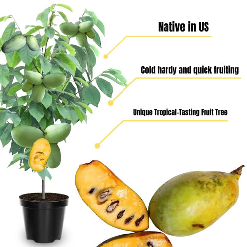 1 Pawpaw Tree Live Plant Up to 6 Inches in Tall, Dormant, No Pot in Winter, Paw Paw Tree Plant Starter Size for Spring Planting, Outdoor Cold Hardy