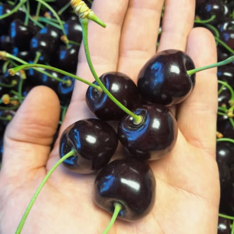 Black Cherry Tree 1-2 Feet, Sweet Cherry Plant Live, Hardy Fruit Trees for Containers or Landscape Planting, Bare Roots