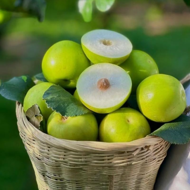Live Jujube Tree 2.5-3 Feet Tall, Jujube Fruit Tree Plant for Outdoor Garden, Fast Growing, No Ship to CA