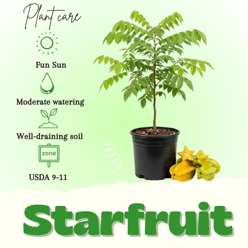 Starfruit Tree in 1 Gallon Pot, Starfruit Fruit Plants Live for Outdoor Gardening, Tropical Fruit Tree, No Ship to CA