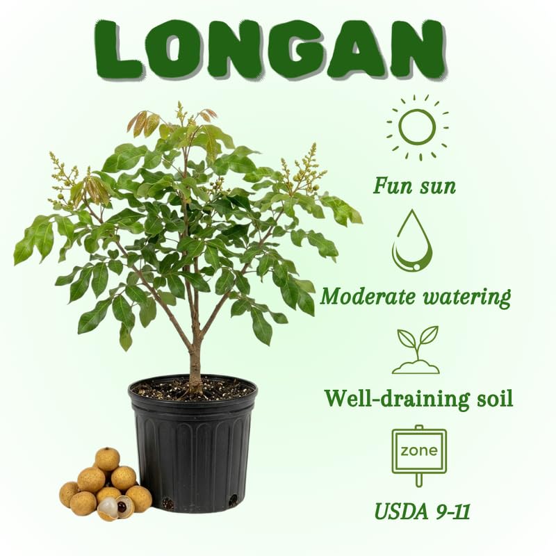 Longan Live Plant, Longan Fruit Plant in 3 Gallon Pot, Sweet Tropical Fruit Tree, 2 to 3 Feet in Heigh, No Ship to CA