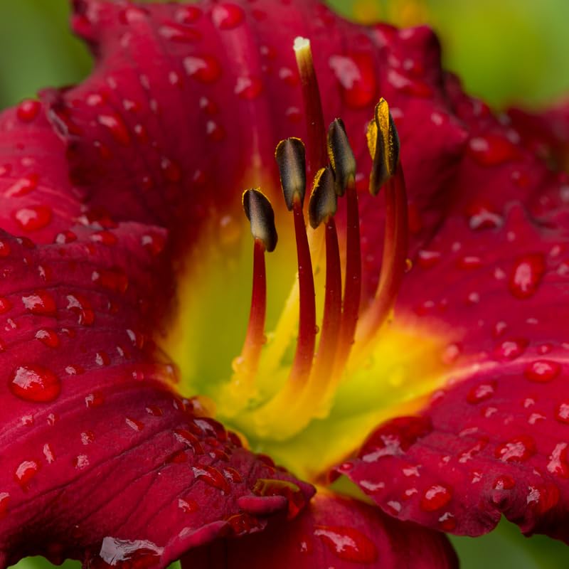 3 Red Daylily Bulbs, Daylilies Perennial Bulbs, Daylilies Flower for Growing