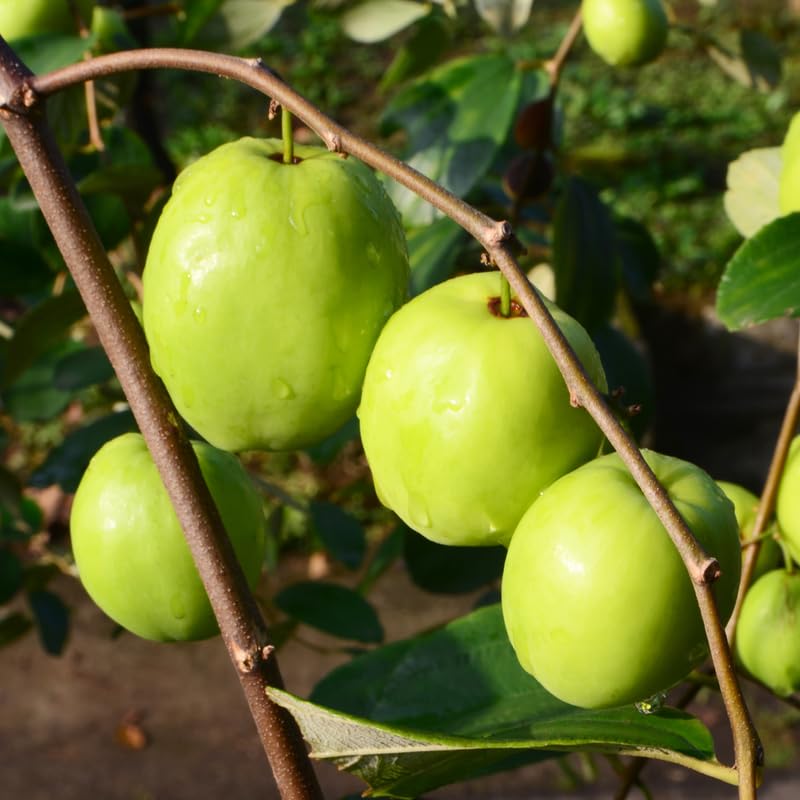 Live Jujube Tree 2.5-3 Feet Tall, Jujube Fruit Tree Plant for Outdoor Garden, Fast Growing, No Ship to CA