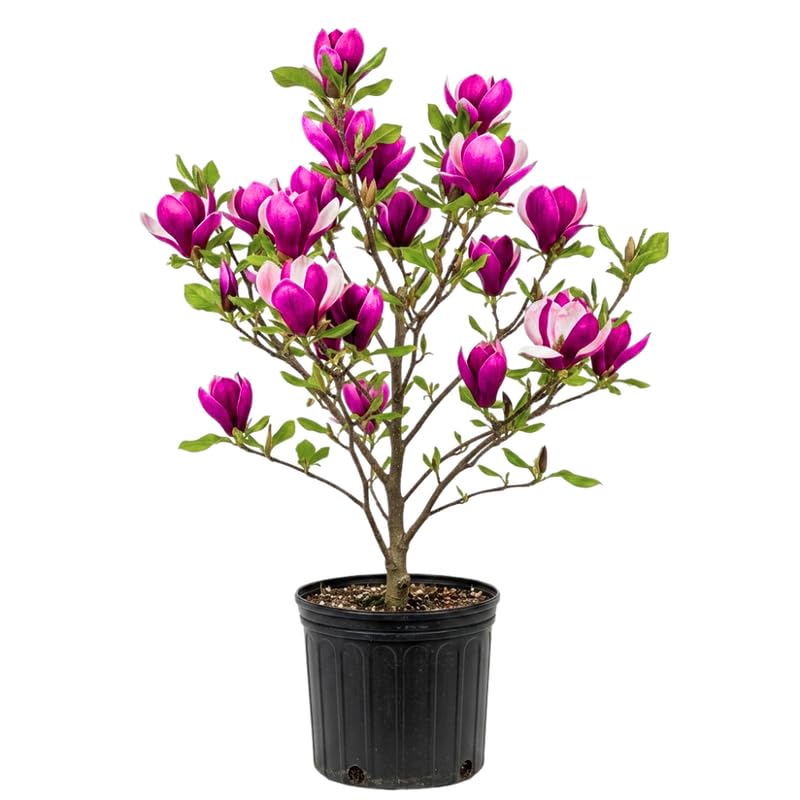 Jane Magnolia Tree Live Plant, Magnolia Flowering Tree for Outdoor Garden, Pink Purple Bloom Tree for Yard, Landscape or Garden Planting, 2-3 Feet in 3 Gallon Pot, No Ship to CA