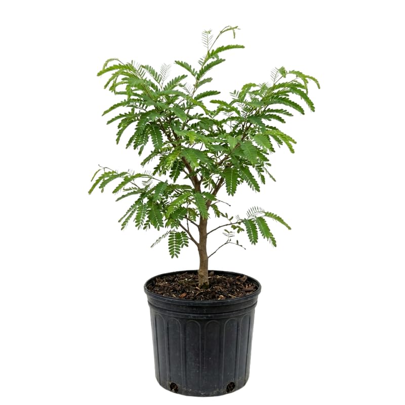 Tamarind Live Plant for Garden Use, 2-3 Ft Tall Tree in 3 Gallon Pot, Tropical Fruit Bearing Plant for Outdoor Patio Spaces, No Ship to CA