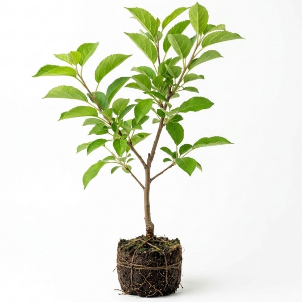 Crabapple Tree Live Plant, Flowering Seedling Tree, 5-8 Inch Tall