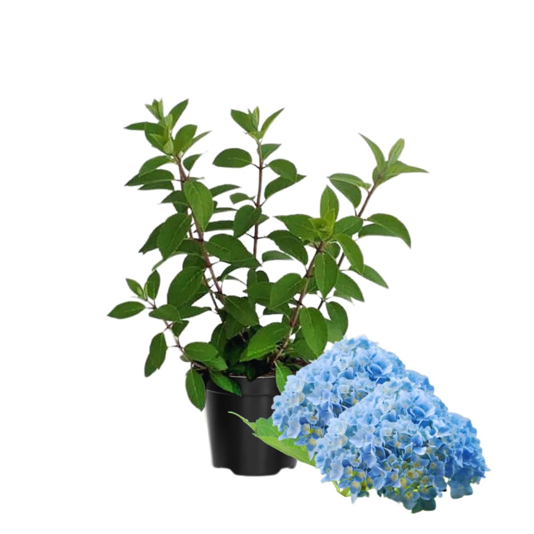 Hydrangea Plant Live, Hydrangea Tree Live Plant for Planting, 5 to 7 Inc Tall, Blue Flowers Plant