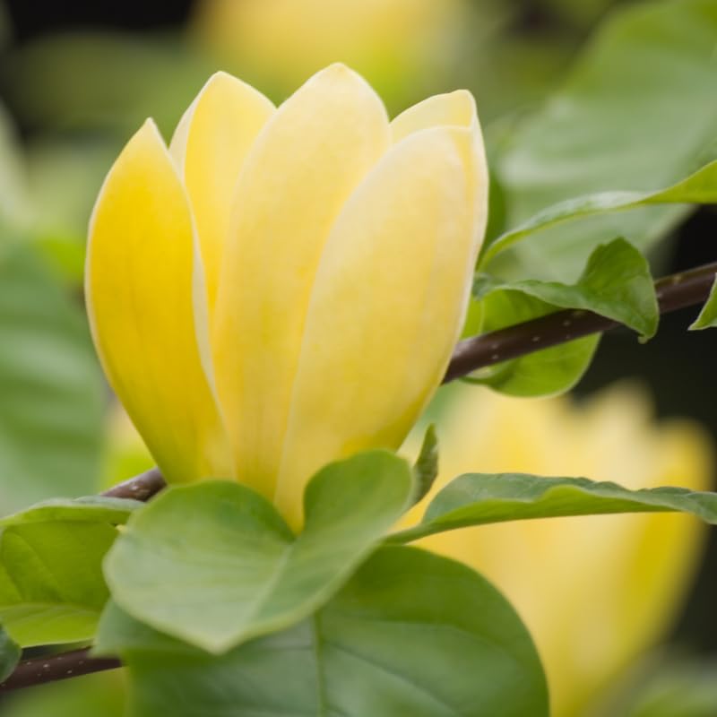 Yellow Magnolia Tree, 6-12 Inch Magnolia Trees Live Plants for Planting Outdoor, 2.5 Inch Pot Fragrant Yellow Flowers Plant, Dormant in Winter