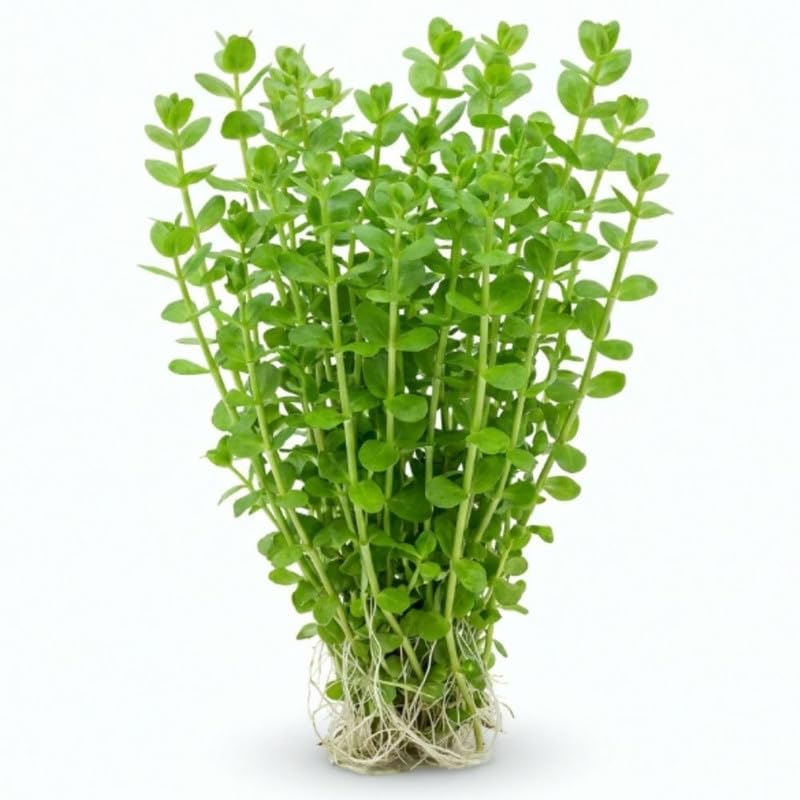 Green Rotala Plant Stems, Live Aquarium Plant - 1 Clump Bundle