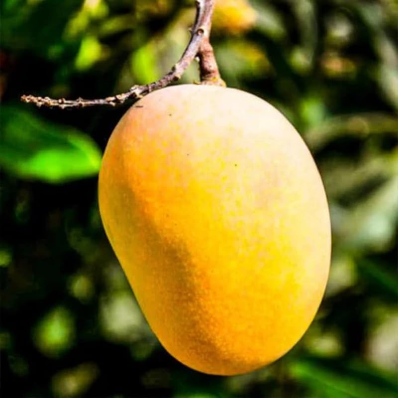 Yellow Mango Tree Live Plant, Fully Rooted in 3 Gallon Pot, Tropical Mango Fruit Tree for Indoor or Outdoor Growing