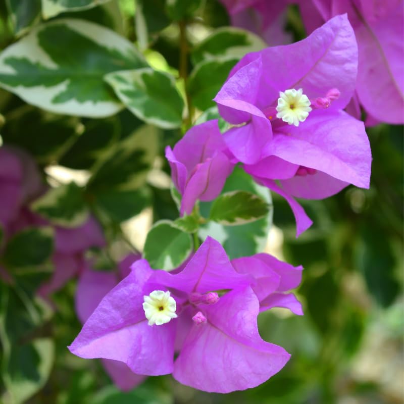 Set 2 Variegated Purple Bougainvillea Plants, 5-8" Tropical Bougainvillea Plant Starter, Colorful Perennial Blooms, Live Well Rooted Plant