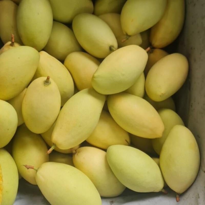 Golden Mango Tree Plant for Planting Outdoor Garden, Mango Plant Live 3 Inch Pot, Tropical Fruit Plants, No Ship to CA