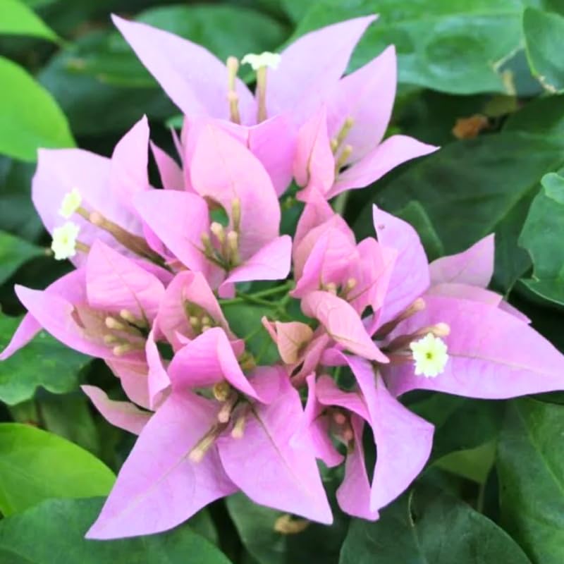 3 Lilac Bougainvillea Plants Live, 4-8” Tall Well-Rooted Bougainvillea Vine Flower Plants, Tropical Climbing Plants, No Pot