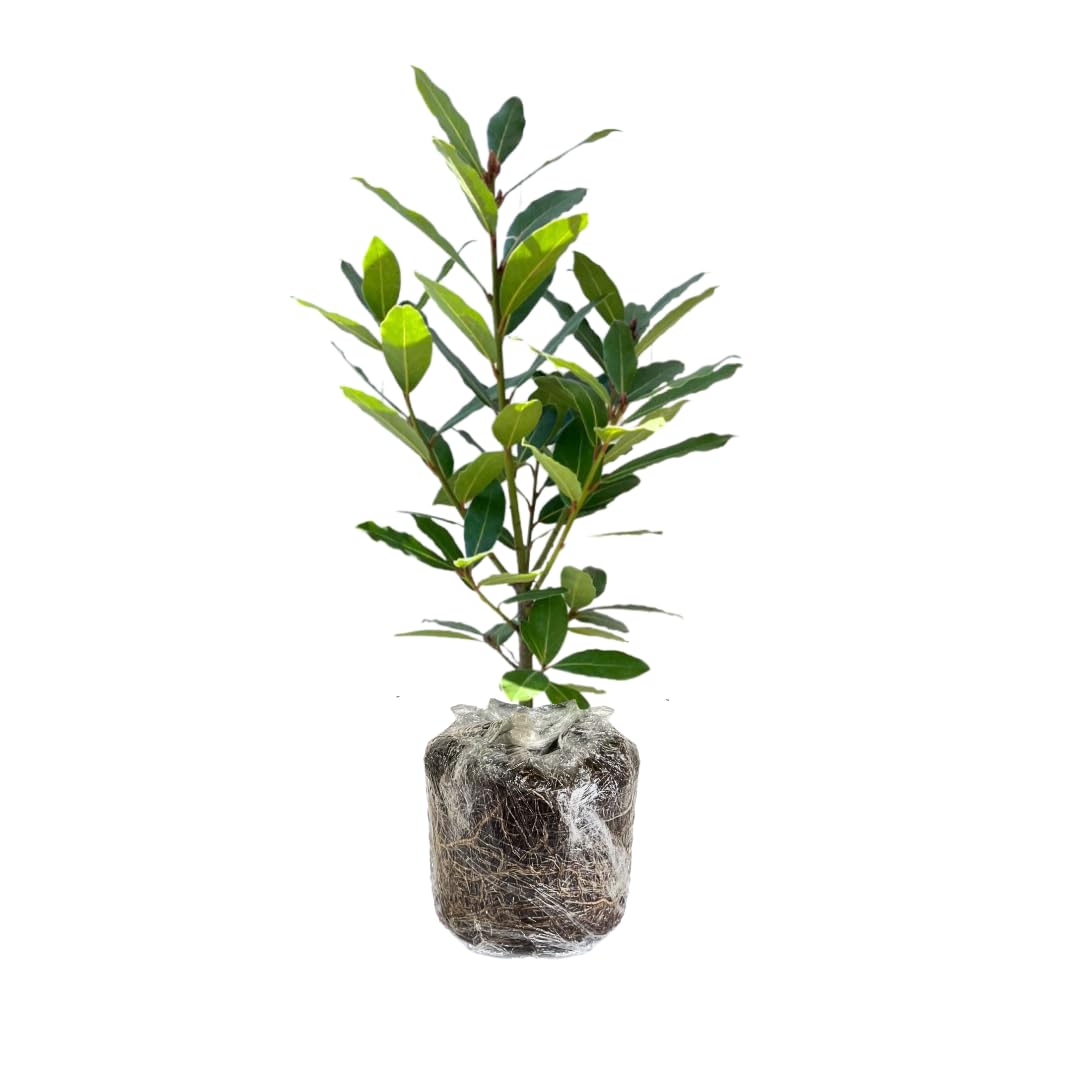 Bay Leaf Tree Live Plant, Laurus Nobilis Live Plant, Sweet Bay Laurel Plant Bay Leaf Plant Live Herbs Growing Indoor Outdoor