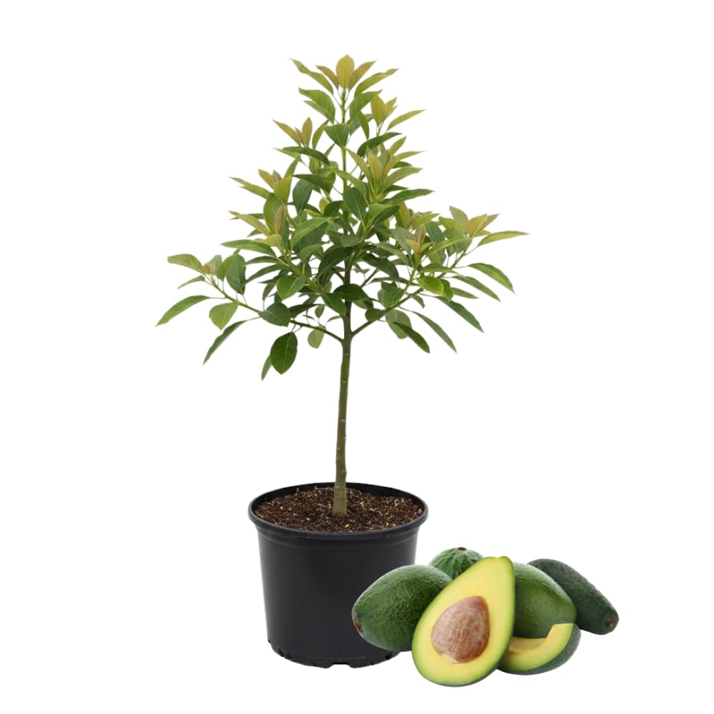Avocado Tree Live Plant, Large Round Avocado Plants Live in 3 Gallon Pot, Fruit Bearing, Cold Hardy Fruit Tree for Backyards and Edible Gardening
