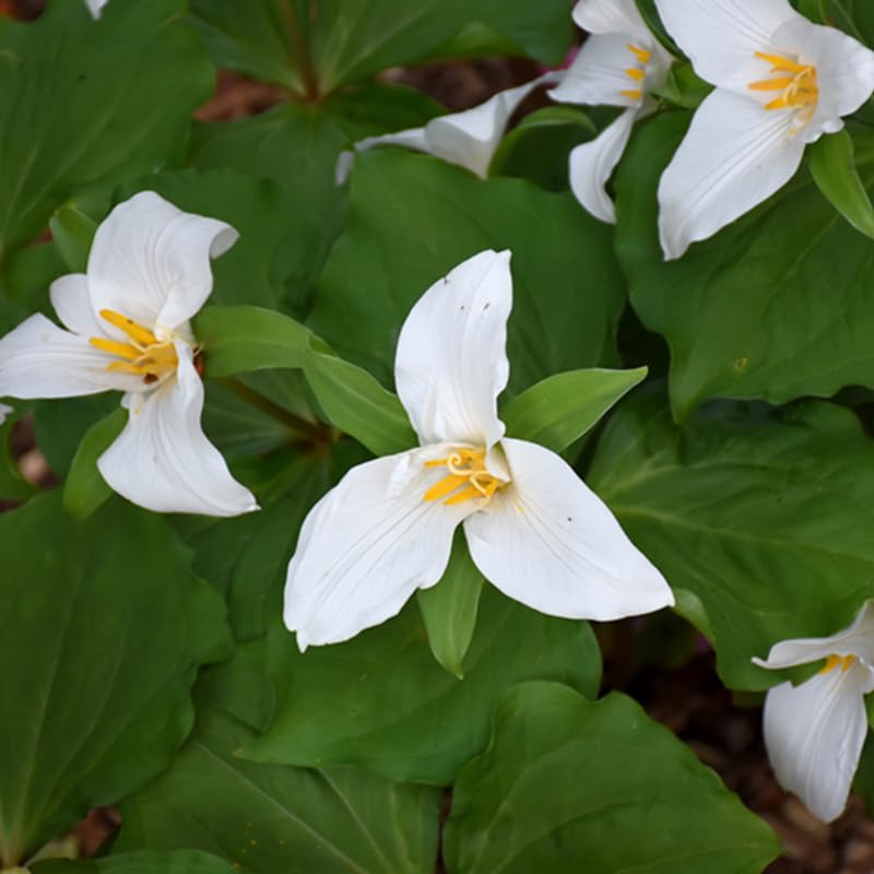 10 White Trillium Bulbs for Planting, 3 to 5 Inches, Spring Flower Bulbs
