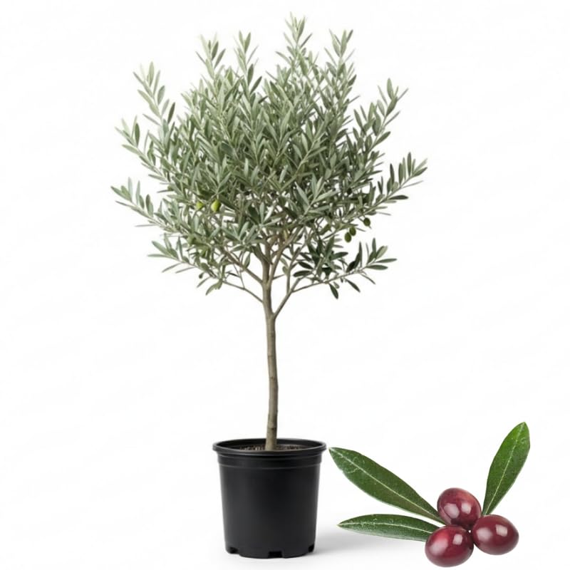 Olive Tree Live Plant, 3 Gallon - 2-3 Ft Tall Hardy Fruiting Olive Tree for Patios, Outdoor Garden, No Ship to CA
