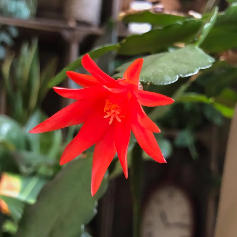 Red Easter Cactus Flowering Plants, Spring Easter Cactus, Live Indoor Houseplant, 4 to 6 Inches