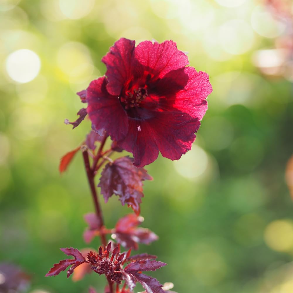 3 Cranberry Hibiscus Plants, Red Hardy Hibiscus Live Plants Well Rooted Plant 4-7 Inch Tall, Outdoor and Container Growing