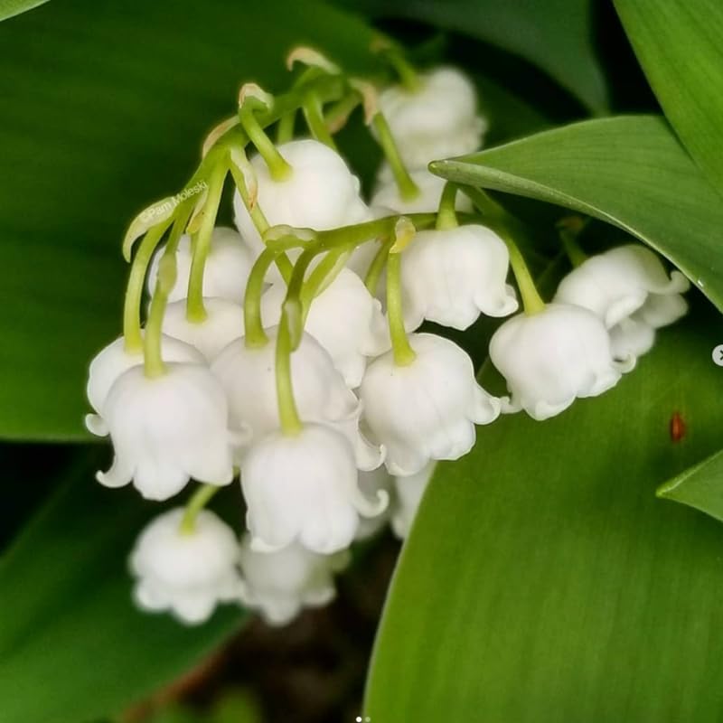 10 Lily of The Valley Bareroot, Lily of The Valley Bulbs, Flower Plant Bare Roots for Growing Indoor Outdoor