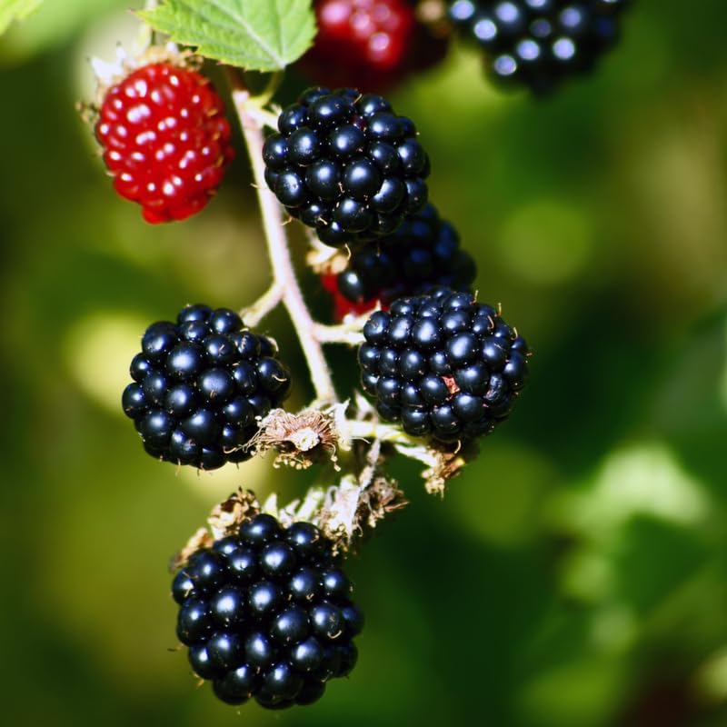 Pack 2 BlackBerry Plants Live, 4-8 Inch Tall, Osage Blackberries Fully Rooted High Yield Berry Plants for Outdoor Planting