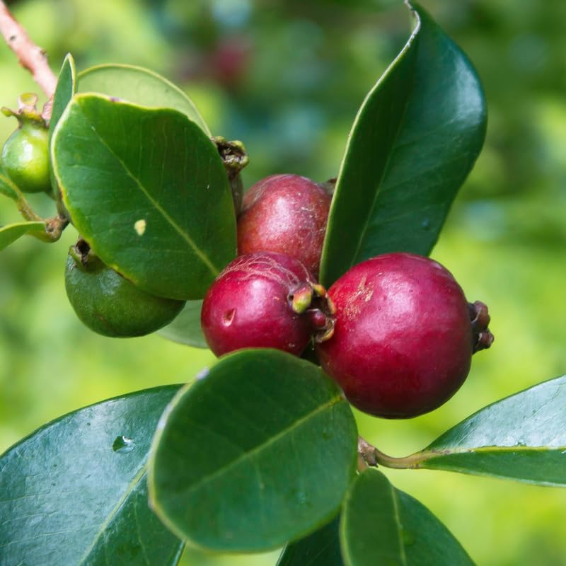 Strawberry Guava Tree Live Plant in 3 Gallon Pot, Fragrant and Edible Guava Fruit Bearing Tree from 2 to 3 Feet Height, No Ship to CA