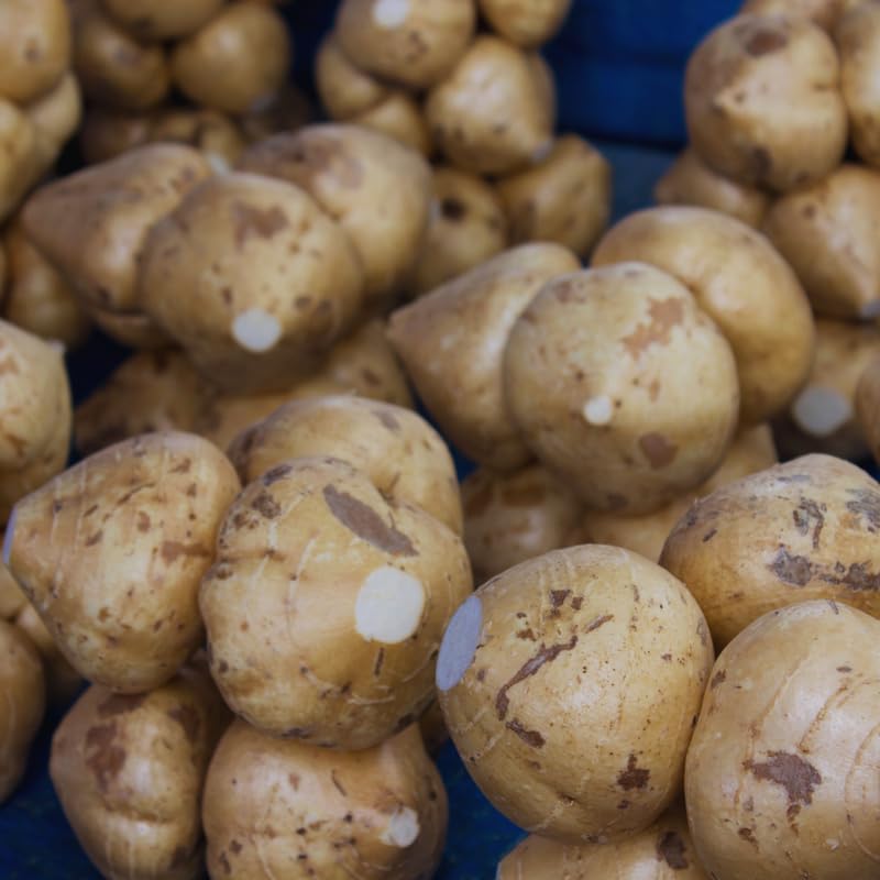 100 Seeds of Jicama Seeds for Planting, Jicama Vegetable Seeds, 100 Seeds