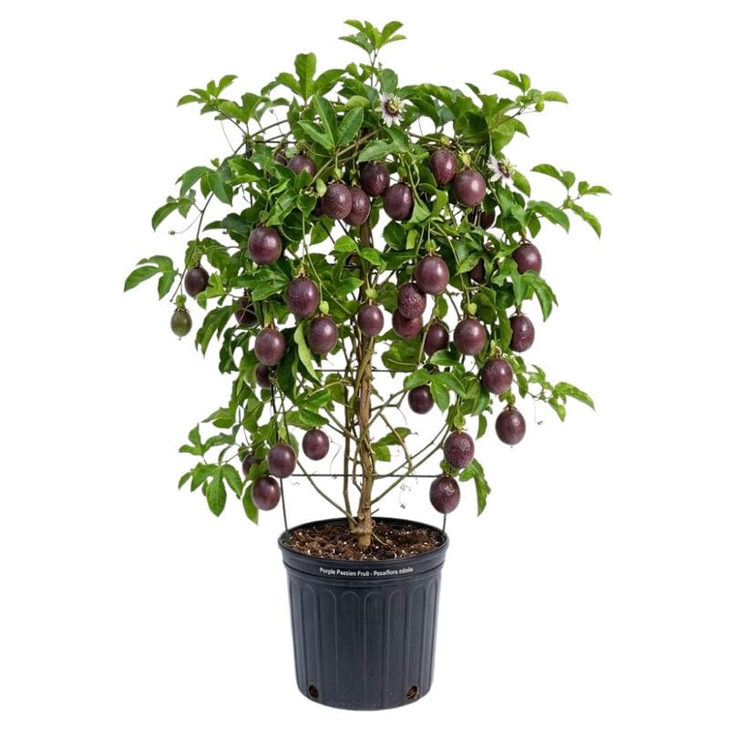 Purple Passion Fruit Tree Live Plant for Planting, Passion Fruit Plant 1 Gallon Pot, Sweet Edible Fruit Tree 24-30" Tall, No Ship to CA