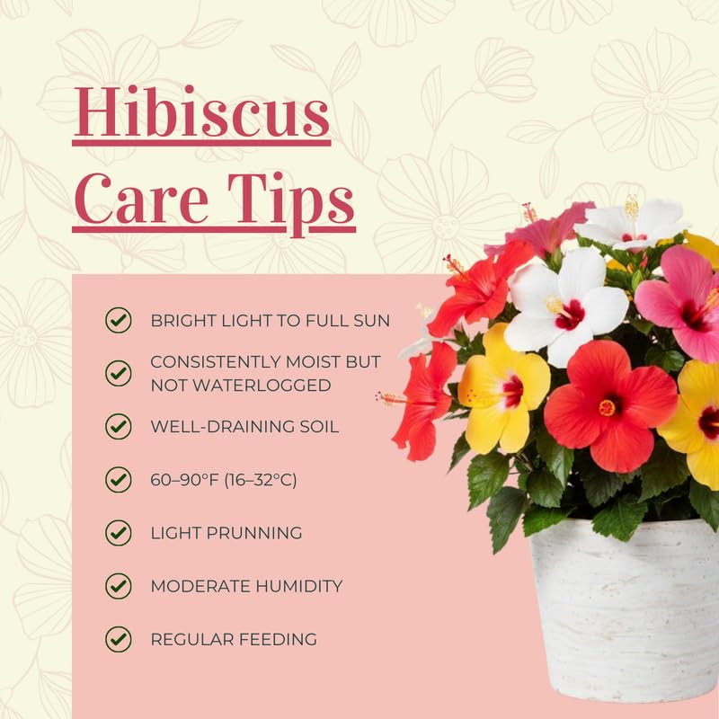 3 Hardy Hibiscus Plants Live, Well Rooted Hibiscus Flower 4-7'' Tall, Flowering Shrub for Garden or Containers Planting (Red)