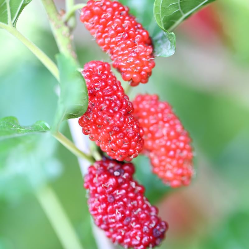 Mulberry Tree Live Plant, Hardy Mulberry Fruit Tree for Planting Indoor Outdoor, Sweet Mulberries Tree Well Rooted 4-8'' Tall