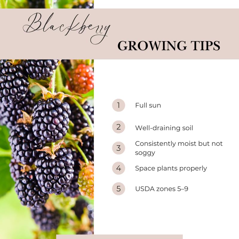 2 BlackBerry Bushes Live Plant, Sweet, Thornless, High Yielding Berries for Outdoor Planting, Fully Rooted 4-7 Inches (Ouachita)
