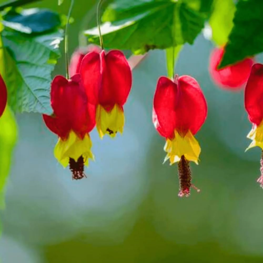 2 Trailing Abutilon Plants Live, Red Hanging Lantern Abutilon Flowering Live Plants, Well Rooted Plugs 2-5 Inch Tall