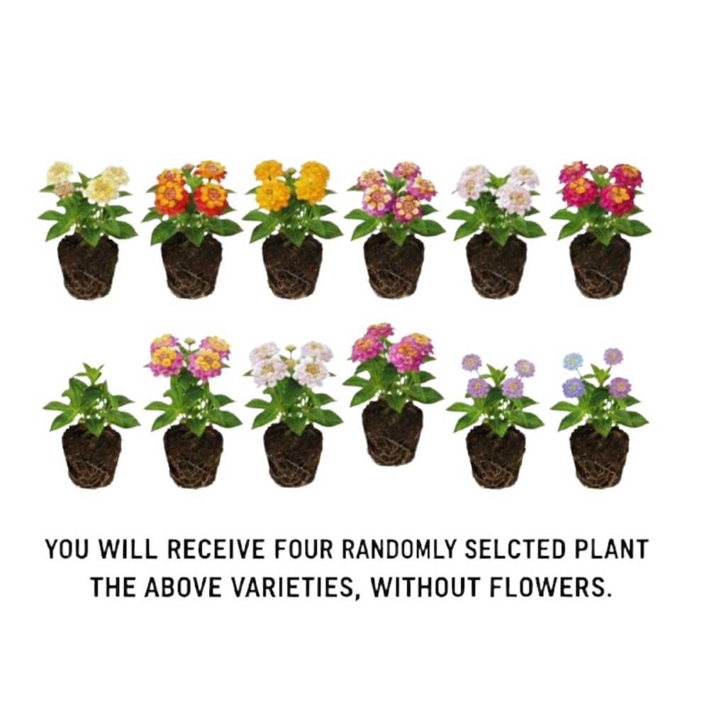 4 Mix Trailing Lantana Plants Live, Lantana Live Plants for Planting Outdoors Between 5 and 7 Inc Long Garden