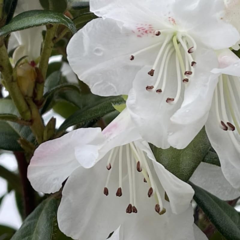 White Rhododendron Plant Live, Azalea Plants, Rhododendron Azalea Bushes Ready to Plant, Live Shrubs for Outdoor Planting