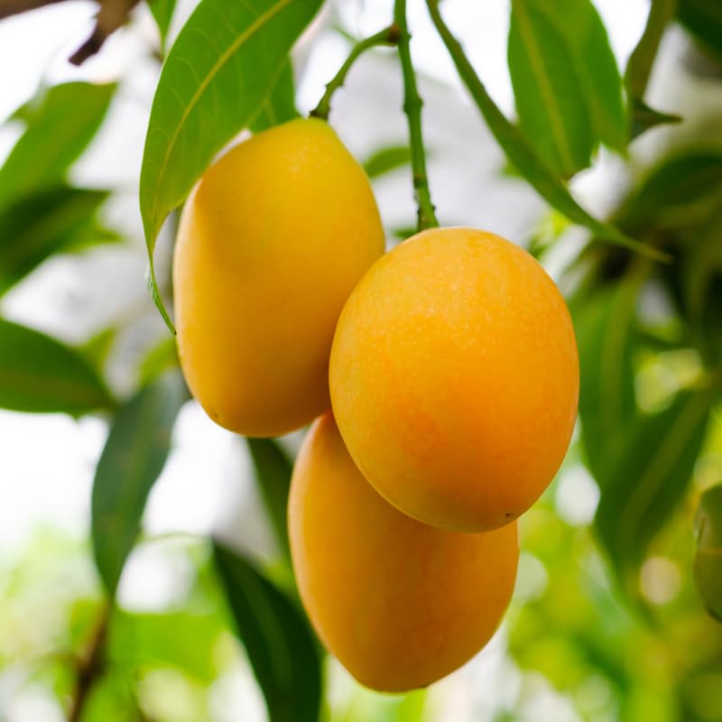Yellow Mango Tree Live Plant, Grafted Mango Fruit Plant Live, Sweet Tropical Fruit Tree Gardening, 2–3 Feet Tall, 3 Gallon Pot, No Ship to CA