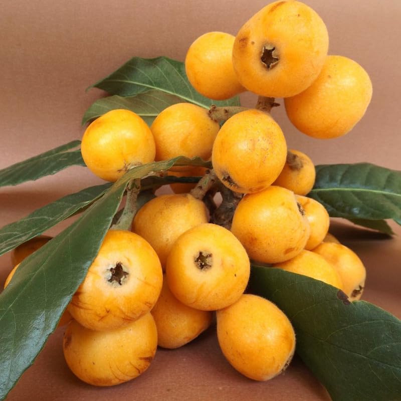 Loquat Tree Live Plant, 3 Gallon Pot, 2–3 ft Tall, Hardy Loquat Plant Live, Sweet Fruit Tree for Outdoor Garden, No Ship to CA