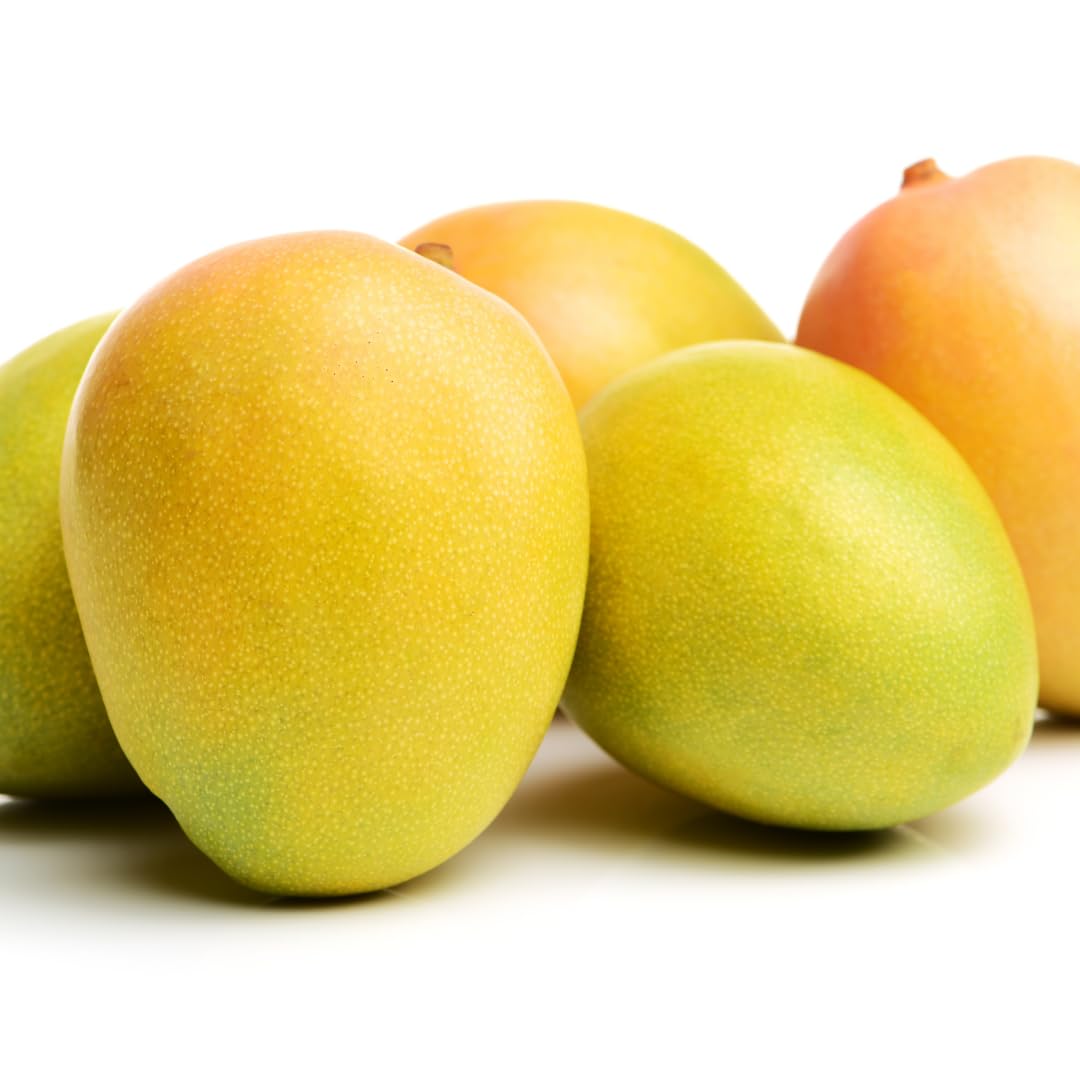 Mango Tree Live Plant, Sweet Mango Plant, Tropical Fruit Tree in 3 Gallon Pot for Outdoor Planting (Tart Sweet Mango)