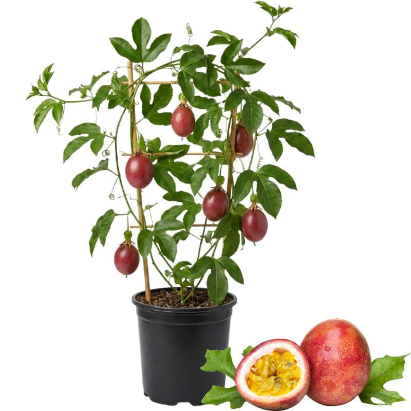 Red Passionfruit Live Plant 1 Gallon - 2-3 Ft Tall Edible Passion Fruit Passiflora Plant Vine, High Yielding, No Ship to CA