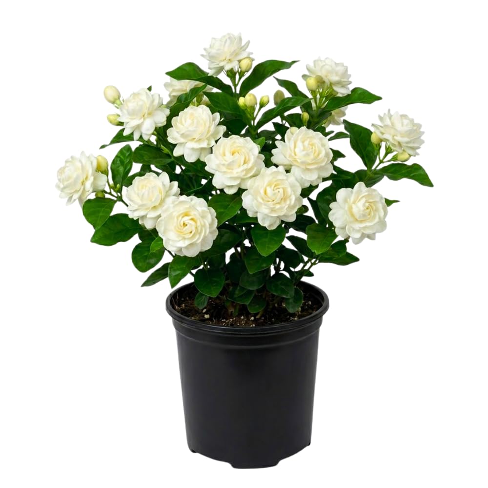 Duke Jasmine Plant Live, Jasmine Plant Indoor Live, Well Rooted in 3 Gallon Pot, 2 Feet Tall, Fragrant Flowers for Indoor Outdoor Planting, No Ship to CA