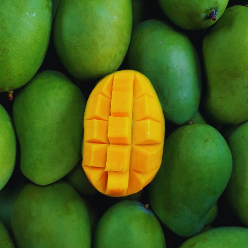 Green Mango Tree Live Plant, Grafted Mango Fruit Plant Live, Sweet Tropical Fruit Tree Gardening, 2–3 Feet Tall, 3 Gallon Pot, No Ship to CA