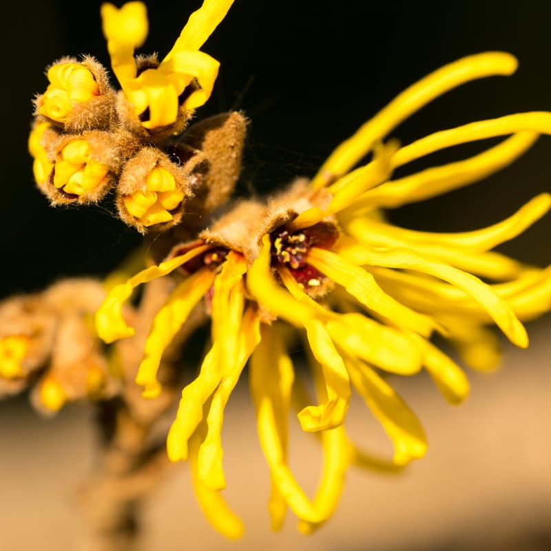 Witch Hazel Plant, Quart Pot, 6 to 12 Inch Tall Witch Hazel Tree Plants in Planting, Dormant in Winter