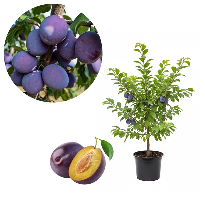 Purple Plum Tree, 3-4 Feet Live Fruit Tree, Sweet Purple Plums, Hardy Backyard Orchard Tree