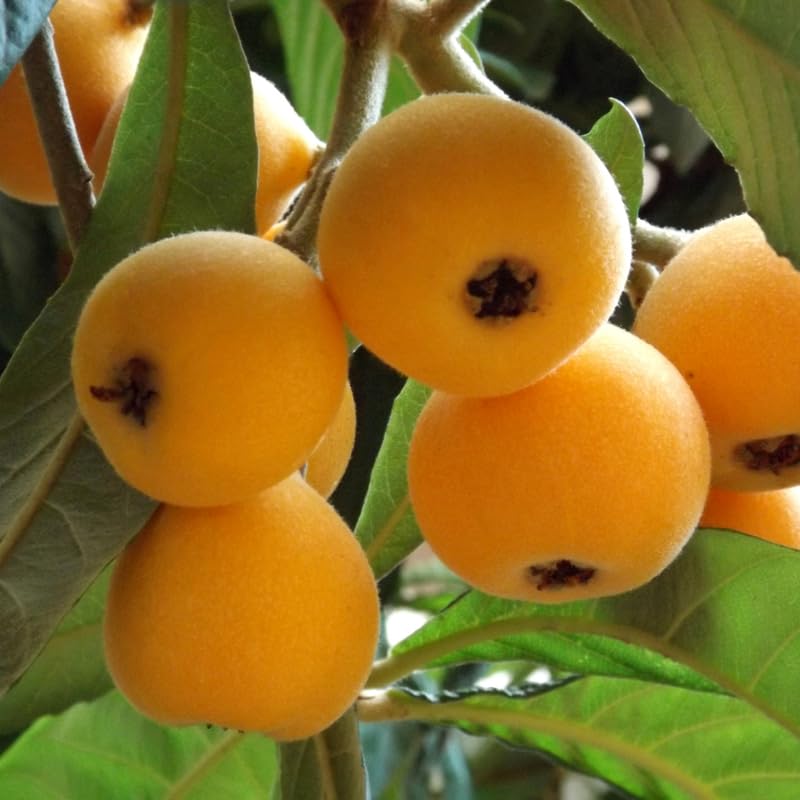 Live Loquat Tree Plant 2-3 Feet Tall, Tropical Fruit Tree for Garden Planting, Outdoor Loquat Plant for Backyard Orchard, Patio Pots or Landscape Growing, No Ship to CA