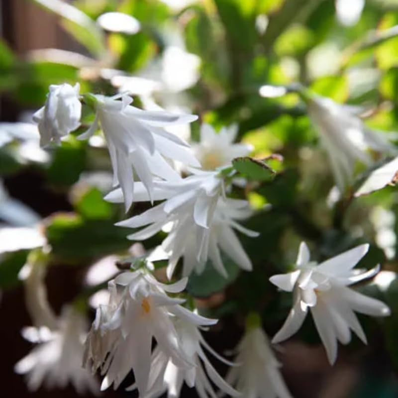White Easter Cactus Live Plants, Spring Cactus 4-6 Inch, Houseplant Indoor Planting