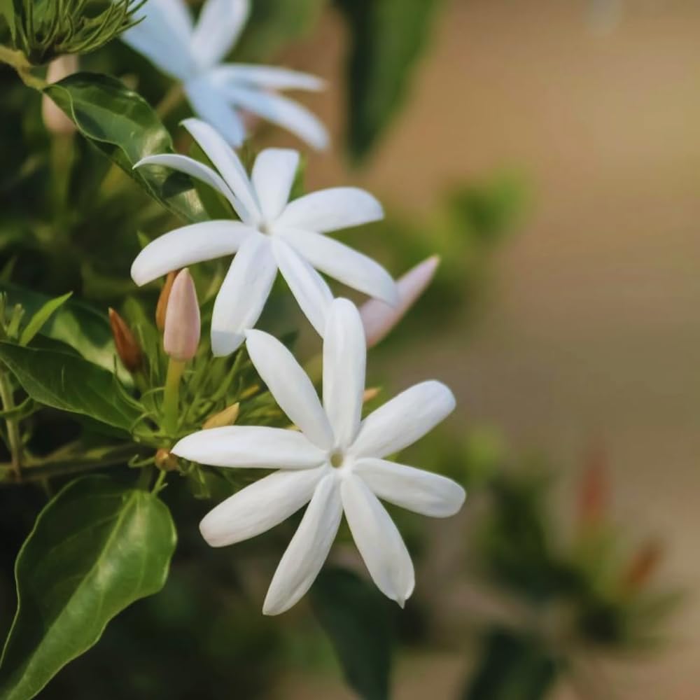 3 White Jasmine Plants Live, 5 to 8 Inches Tall, Jasmine Vine Plant for Gardening and Outdoor Patio