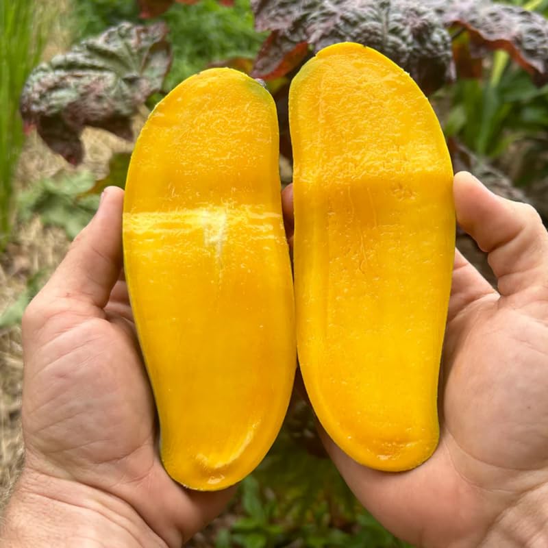 Thai Mango Tree Live Plant Grafted, 2–3 Feet Tall in 3 Gallon Pot, Sweet Tropical Mango Fruit Tree