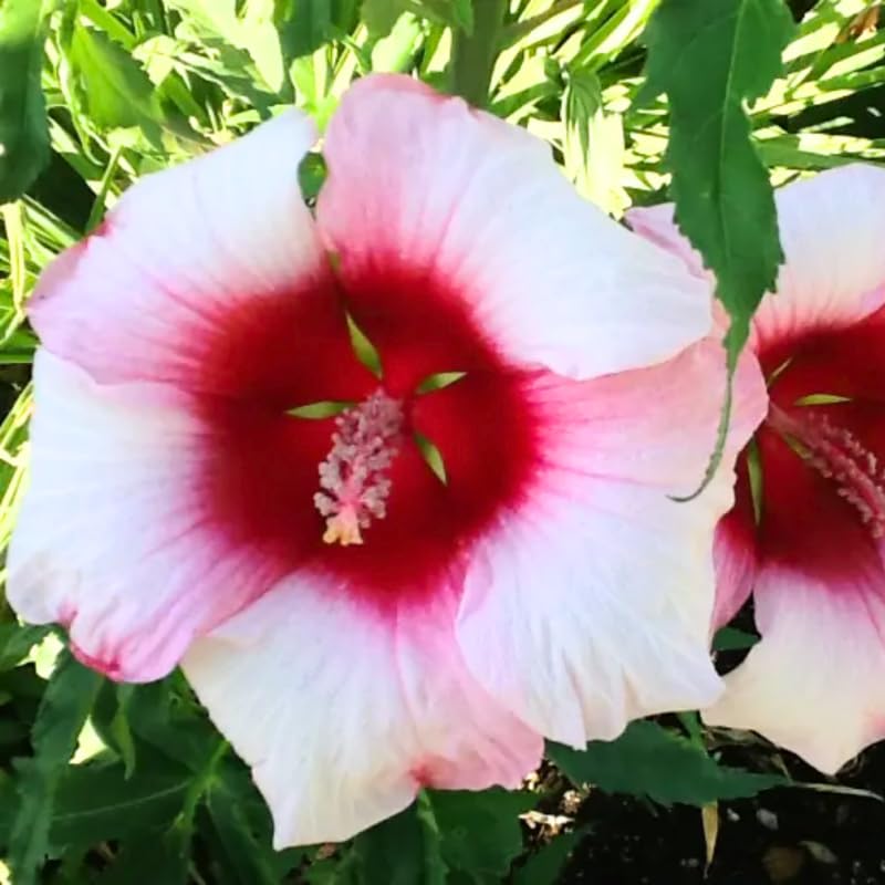 Set 4 Hibiscus Plants Live, Tropical Flowering Shrub, 4-8" Tall, Cold Hardy Bush (Light Pink Hibiscus)