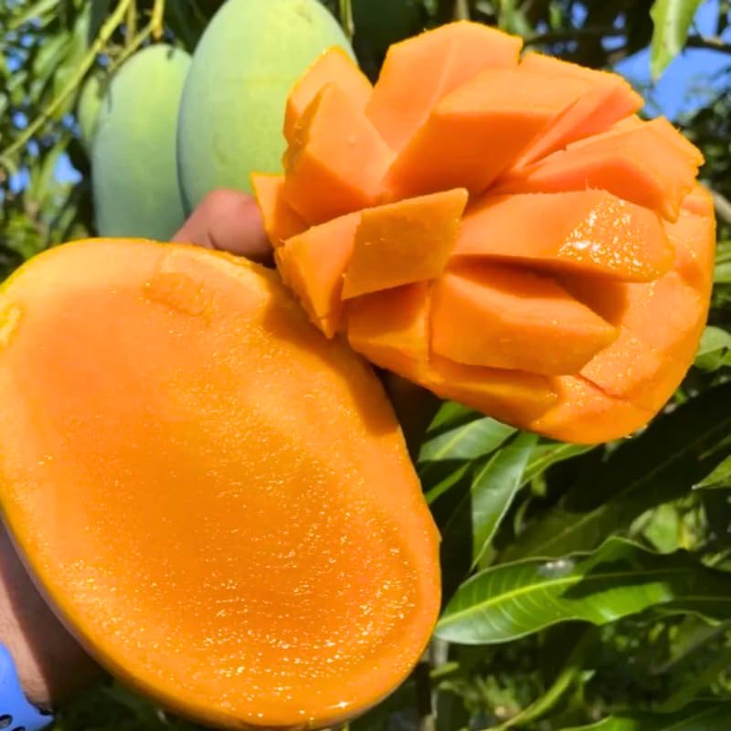 Mango Tree Live Plant Grafted, 2–3 Feet Tall in 3 Gallon Pot, Sweet Tropical Mango Fruit Tree