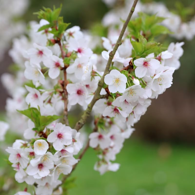 Live Cherry Blossoms Tree Plant, Random White Flowering Cherry Blossom in 2.5 Inches Pot, Dormant in Winter, Perennial Bloom, 9 Months Old Trees