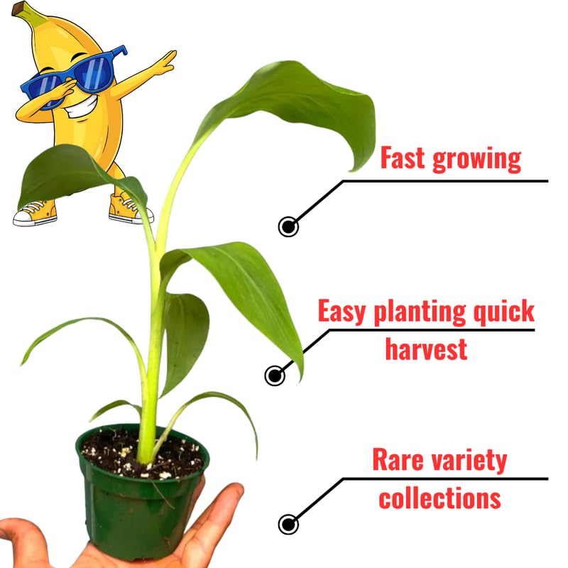 Rare Smooth Green Banana Plant Live for Planting, Banana Trees Live Plants for Outdoor Indoor Planting, Cold Hardy, 4-7" in Tall, No Pot, Musa Plant